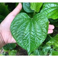 ราคา ต้นชะพลูแบ่งขาย จัดเป็นชุด(ชุดล่ะ15ต้น) (7052131851)