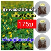 ราคา 300เมล็ดแถม50เมล็ด ถั่วบราซิลเมล็ด ถั่วบราซิลเมล็ดพันธุ์ ถั่วบราซิลพืชคลุมดิน ถั่วบราซิลต้นไม้และเมล็ดพันธุ์ ถั่ว (4737461934)