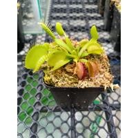 ราคา กาบหอยแครง พืชกินแมลง สายพันธุ์ Dionaea Muscipula Burbank 1กระถาง/ชุด (8134156643)