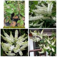 ราคา (1ต้น)(ขาย ต้นพันธุ์) ดอก ต้น ราชาวดี ต้นราชาวดี สีขาว kanokwan / Navin (11516000131)