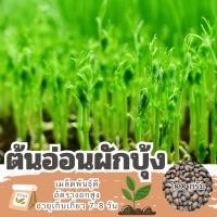 ราคา เมล็ดต้นอ่อนผักบุ้ง แบ่งขาย 100 กรัม (25782375334)