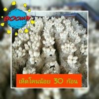 ราคา เห็ดโคนน้อย 30 ก้อน พร้อมเปิดดอก (6941097495)