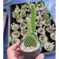ราคา กระบองเพชร แคคตัส (cactus) หูกระต่าย (Opuntia Microdasys / White Bunny ear) (7943513494)