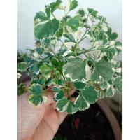 ราคา ต้นพันธุ์ เล็บครุฑด่าง เล็บครุฑ ใบด่าง พร้อมปลูก กระถาง2นิ้ว 29บาท Polyscias เล็บครุฑสมุนไพรยารักษาโรคไม้มงคลสวย (42300452094)