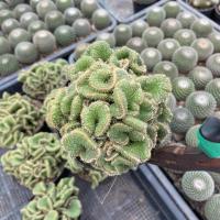 ราคา ต้น สนหยกคริส กระถาง 4 นิ้ว กระบองเพชร ตะบองเพชร เเคคตัส จิ๋ว (25761790440)