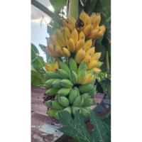 ราคา กล้วยน้ำว้าเตี้ยพระราชทาน (42062723396)