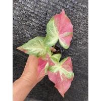 ราคา บอนสี บอนสีชื่อ ชายชล (19861083699)