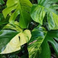 ราคา มอนสเตอร่าออเรีย มอนสเตอร่าด่างเหลือง (ไม้ล่อราก ตัดชำ) (18579934591)