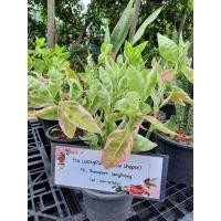 ราคา ต้นกวักเงินกวักทอง กวักด่าง แสยกด่าง กระถาง 11 นิ้ว ส่งทั้งกระถาง (6982296773)