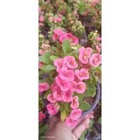 ราคา ต้นโป๊ยเซียนแคระ สีชมพู (23852211603)