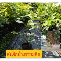 ราคา ต้นกระโดนน้ำหรือต้นจิกน้ำ (6047274746)