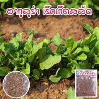 ราคา เมล็ดพันธุ์อกูล่าร็อคเก็ตสลัด 90-300 เมล็ดปลูกได้ทั้งกระถางและแปลง (ซื้อ 10 แถม 1 คละได้) (18315954965)