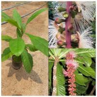 ราคา ต้นจิกเศรษฐี เป็นไม้มงคล ดอกพวงยาวมีกลิ่นหอม (23440282055)