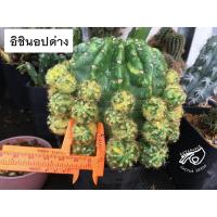 ราคา อิชินอป Lobivia อิชินอปด่าง โลบิเวีย อิชินอปซิส ด่าง กระบองเพชร แคคตัส echinopsis subdenudata variegata หน่อเด็ดสด (13519174155)