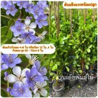 ราคา ต้นแก้วเจ้าจอม 4+6 ใบ หรือเรียก 10 ใบ ,4 ใบ กิ่งตอน สูง 50 - 70cm 6 ใบ (28406763622)