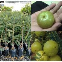 ราคา ต้นมะขามป้อมยักษ์อินเดีย มะขามลูกใหญ่เป็นสมุนไพรไทยที่มีประโยชน์มากมาย ต้นพันธุ์ทาบกิ่งให้ผล 2 ปี ต้นละ 259 บาท (18510981881)