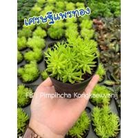 ราคา เศรษฐีแพรทอง ‼️ สั่งซื้อขั้นต่ำ 2 ต้น ‼️ (8944887240)