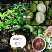 ราคา ต้นมะม่วงเบาใต้ ที่นิยม (4036120928)