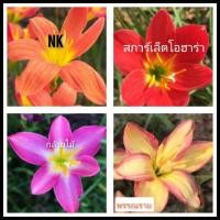 ราคา บัวดิน คละ4สี4หัว(ขนาดหัวให้ดอก) บัวดินสีส้ม บัวดินสีชมพู บัวดินสีเหลือง บัวดินสีแดง หัวบัวดิน ไม้คลุมดิน (9377881782)