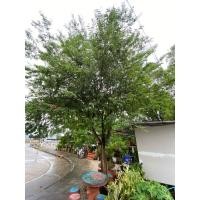 ราคา มะขามหวานเพชรบูรณ์ สูง 10 เซนต์ถึง 15 เซนต์ (40205380371)