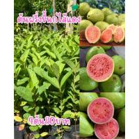 ราคา ต้นฝรั่งขี้นกไส้แดง❤️4ต้น80บาท หมากสีดาบ้านๆสมั้ยเด็ก (18093553228)