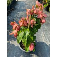 ราคา ต้นดอนญ่าดอกสีชมพู (กระถาง 11 นิ้ว) ไม้พุ่มประดับ ออกดอกตลอดปี (26578091159)