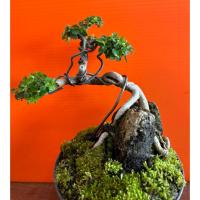 ราคา บินไซเพรมน่าไต้หวัน เกาะหิน (42952271307)