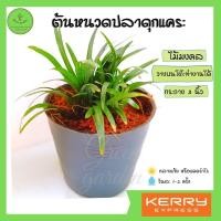 ราคา ต้นหนวดปลาดุกแคระ พร้อมกระถาง 3" [ต้นไม้จิ๋ว] วางบนโต๊ะทำงานได้ ต้นไม้มงคล ต้นไม้ประดับ ไม้ฟอกอากาศ (3793995731)