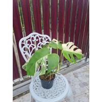 ราคา Monstera Albo มอนสเตอร่า อัลโบ้ ด่างขาว ไม้ด่าง ต้นไม้ฟอกอากาศ (25350278876)