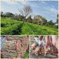 ราคา กิ่งพันธุ์ชะอม (20 กิ่ง) กิ่งตอนชะอม มีรากพร้อมปลูก (25545369295)