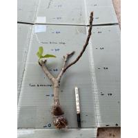 ราคา กิ่งตอน มะเดื่อฝรั่ง Fig พันธุ์ Teirvy (28055274389)