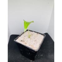 ราคา ต้นว่านเสน่ห์จันทร์ขาว(ต้นเล็กพึ่งออกหัว) ตามปกเลยนะครับ ต้นไม้มงคล (3074896783)