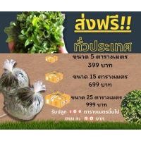 ราคา หญ้าไทเป ปลูกแล้วไม่ต้องตัด (6790739378)