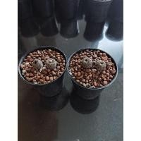 ราคา เฟเรีย เฟโอดิสก้า (F. Phaeodisca) แฟเรีย (9469840563)