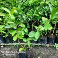 ราคา มะนาวไร้เมล็ด,มะนาวทูลเกล้า, มะนาวตาฮิติ (6011316276)