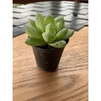 ราคา ฮาโวเทีย บัวหยก กระถาง 2 นิ้ว (4154525899)