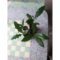 ราคา ต้นเหงือกปลาหมอสมุนไพรแก้คันผิวสวยเนียน ต้นเหงือกปลาหมอ(Sea holly) 1 กระถาง สรรพคุณ เป็นยาอายุวัฒนะ แก้น้ำเ (12908109761)