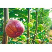 ราคา กิ่งตอนมะเดื่อฝรั่ง japan BTM 6 (9473369044)