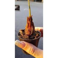 ราคา เมล็ด ถูก็ด เพาะปรงแก้วแคระ Cycas siamensis เพาะไม้จิ๋ว จัดส่งพร้อมกระถาง 3 นิ้ว ลำเพาะสูงถึงยอดใบ 20-3 (23340068497)