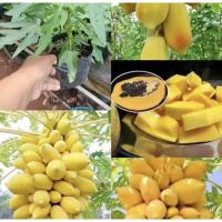 ราคา เมล็ดพันธุ์ มะละกอสีทอง ( จำหน่ายเมล็ดพันธุ์มะละกอสีทอง ) (28603252830)