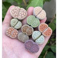 ราคา Lithops mix ไลทอปสวยๆ ไลทอปคละสายพันธุ์ พร้อมส่งจากไทย (21216306994)