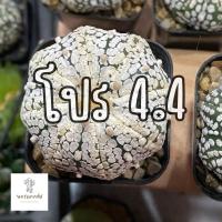 ราคา กระบองเพรช โปรโมชั่น (24822355977)