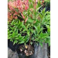 ราคา ต้นคริสติน่า ต้นไม้ทำแนวรั้ว ต้นสูงประมาณ 30-50cm.(1ต้น) (6138980132)
