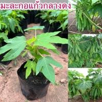 ราคา ต้นมะละกอเตี้ยพันธุ์แก้วกลางดง ต้นเป็นกอ ลูกดก 3ต้น150บาท (42863334336)