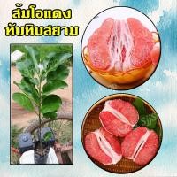 ราคา ส้มโอแดงทับทิมสยาม 1 ต้น ส้มโอเนื้อสีแดง ต้นเสียบยอด สินค้าพร้อมส่ง (4356522029)