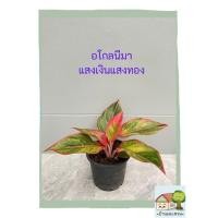 ราคา ต้นแสงเงินแสงทอง กระถางดำ 5 นิ้ว อโกลนีมาแก้วกาญจนาใบขอบสีแดง (11252346658)