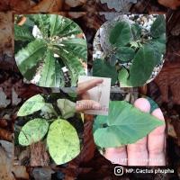 ราคา เมล็ดมะพร้าวทะเลทรายmix50+ (10210952354)