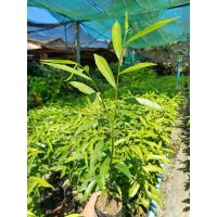 ราคา ต้นกฤษณาพันธุ์พื้นเมืองตราด(คางคกดำ)10ต้น (27090194828)
