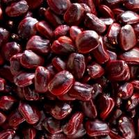 ราคา เมล็ดมะขามแกะใหม่ 1 กิโลกรัม ประมาณ 1600 เม็ด เม็ดมะขาม สำหรับ ปลูกทำรั้ว ปลูกทานใบอ่อน (เมล็ดสด) มะขามไทย (22926678986)