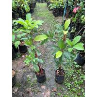 ราคา ต้นละมุด พันธุ์กระสวยมาเลย์ พร้อมส่ง เพชรบุรี (41259324485)
